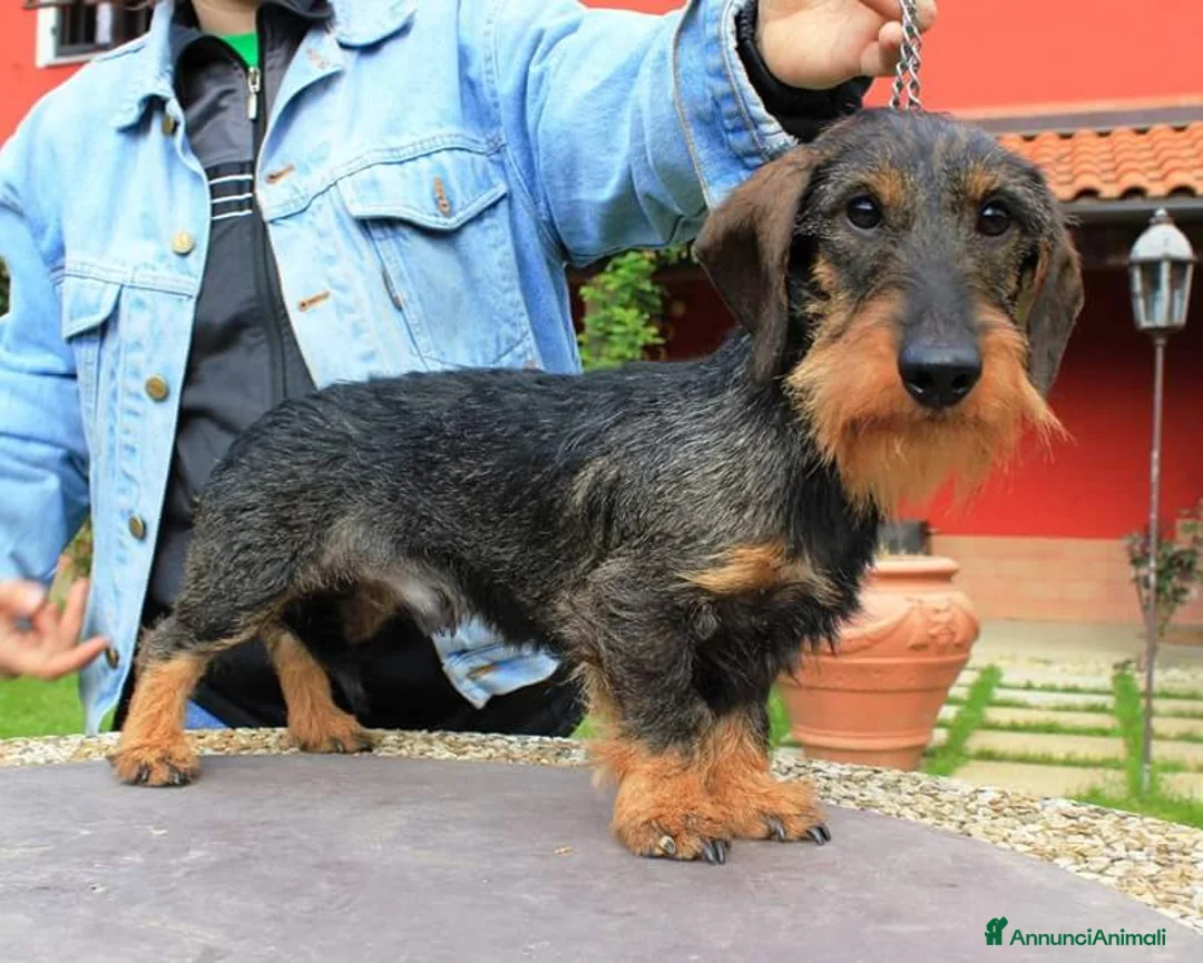 Bassotto cani per accoppiamento: BASSOTTO NANO A PELO DURO  a Vercelli - Annuncio 3