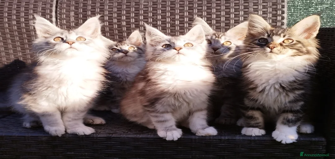 Immagine della galleria {{count}}