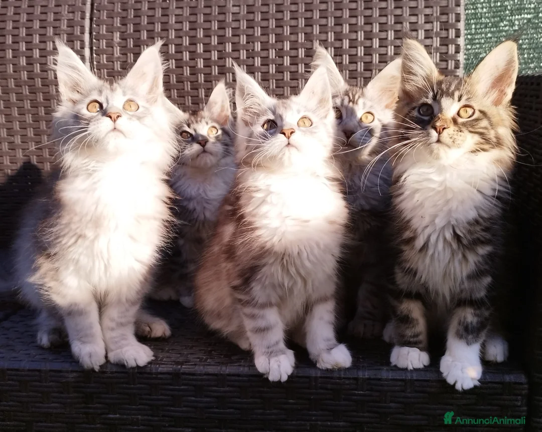 Immagine della galleria {{count}}