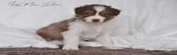 Australian Shepherd cani in vendita: Cuccioli Pastore Australiano  - Annuncio 10