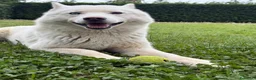 Husky cani in vendita: Cuccioli di Siberian husky con pedigree  - Annuncio 2