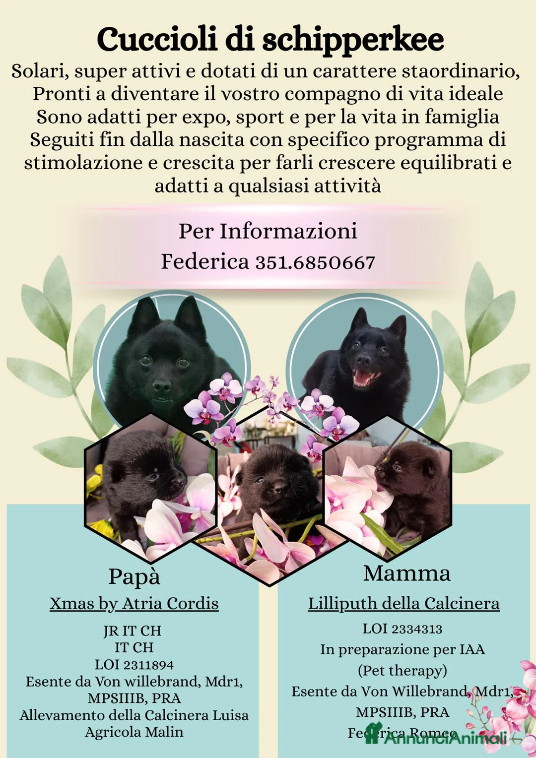 Schipperke cani in vendita: Disponibili cuccioli di schipperkee  - Annuncio 2