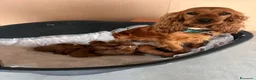 Cocker cani in vendita: Cocker bellissimi Cuccioli a Città metropolitana di Roma Capitale - Annuncio 1