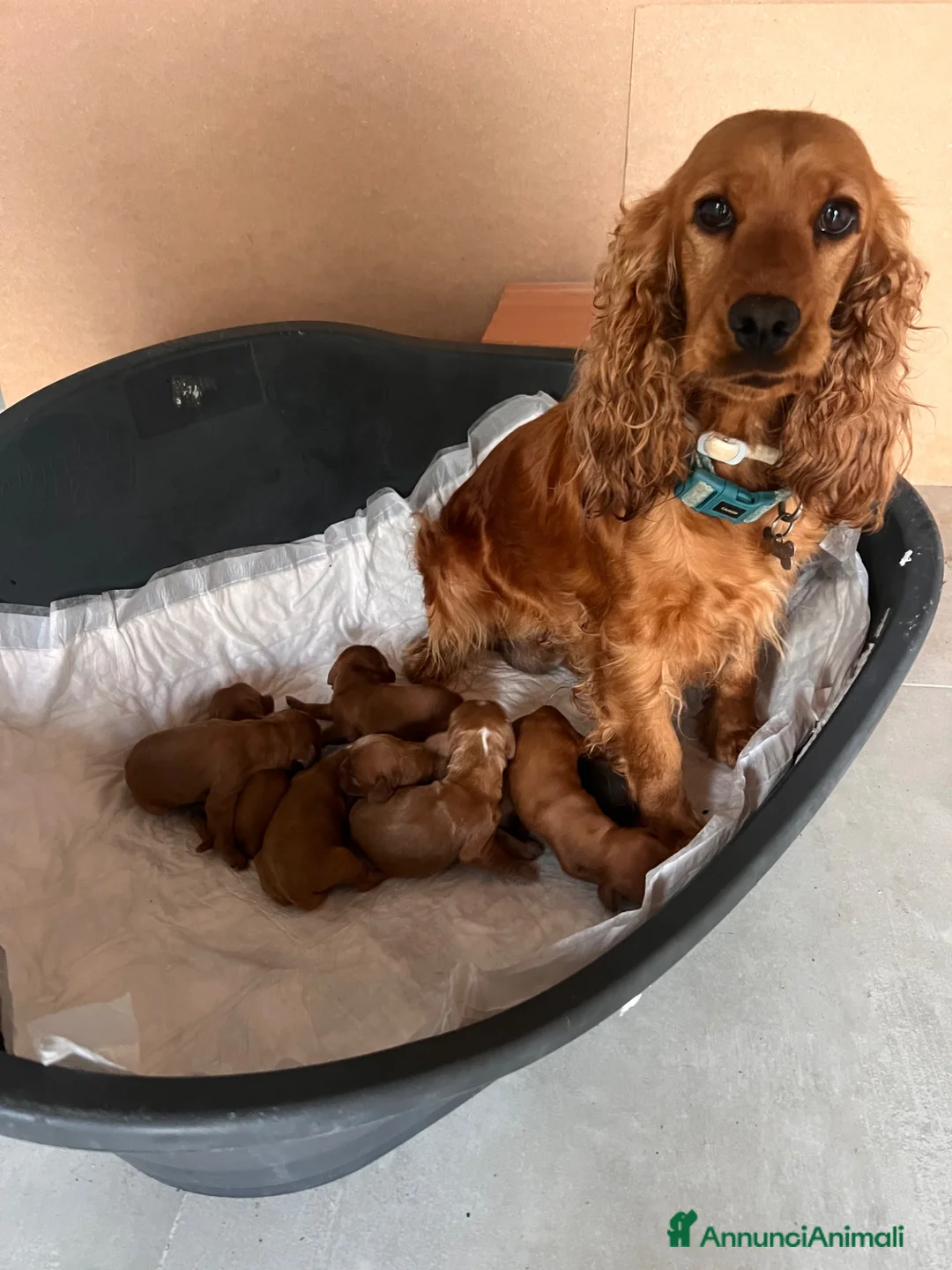 Cocker cani in vendita: Cocker bellissimi Cuccioli a Città metropolitana di Roma Capitale - Annuncio 1