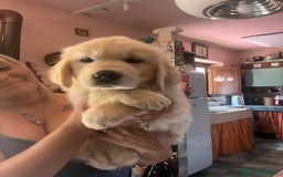Golden Retriever cani in vendita: Cuccioli di Gold Retriever con pedigree  - Immagine 9