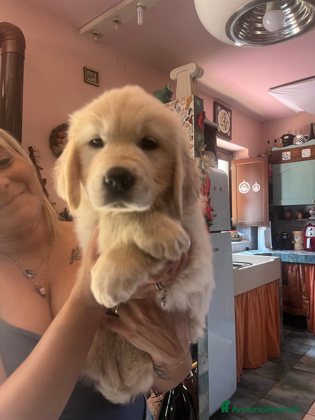 Golden Retriever cani in vendita: Cuccioli di Gold Retriever con pedigree  - Immagine 9