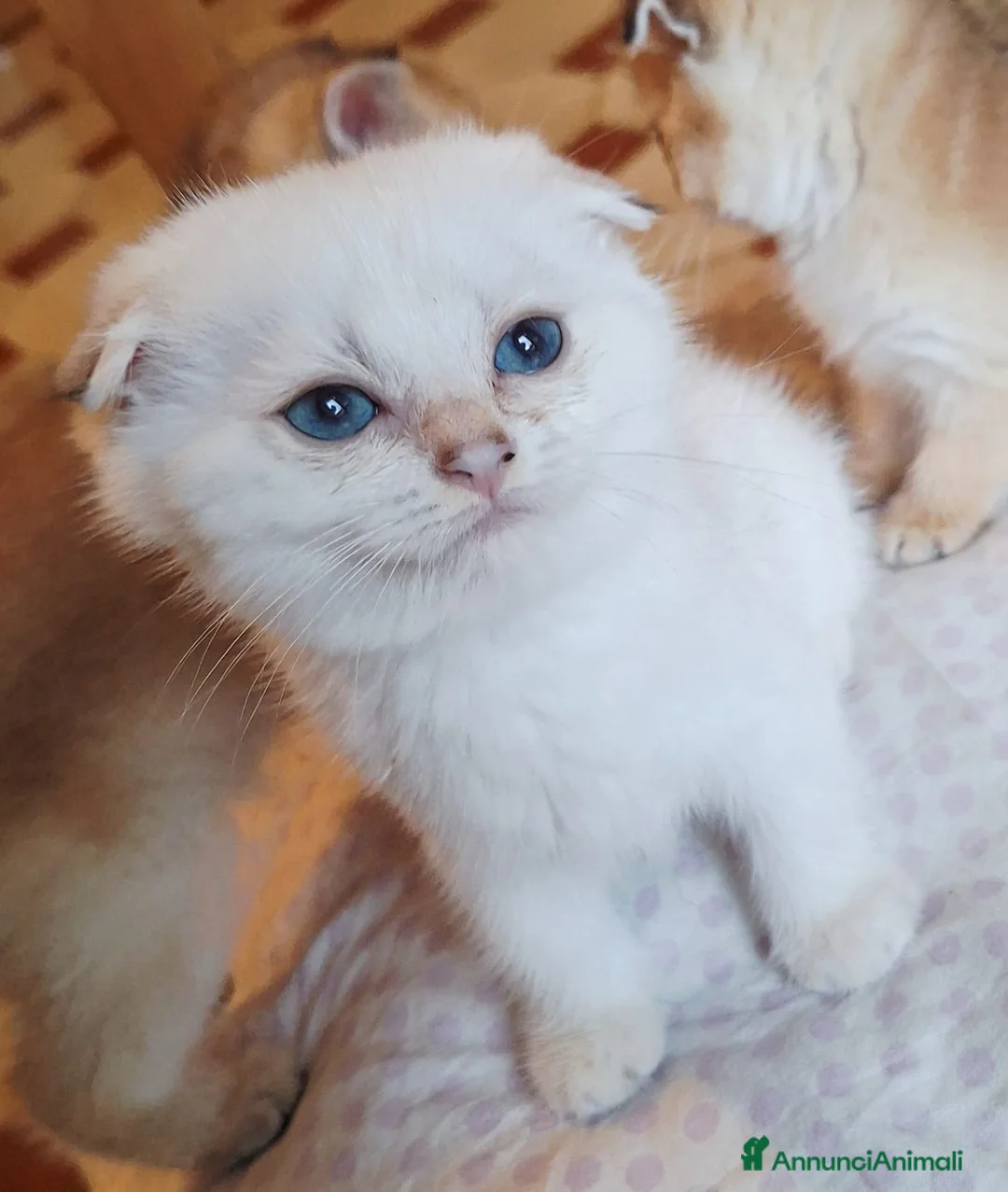 Scottish gatti in vendita: Scottish Fold campania con pedigree  - Annuncio 5