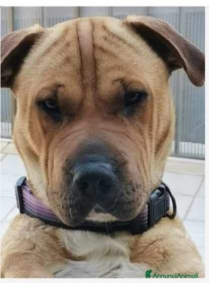 Meticcio cani Mix Sharpei femmina color miele 4anni.SICILIA a Città metropolitana di Milano - Annuncio 1