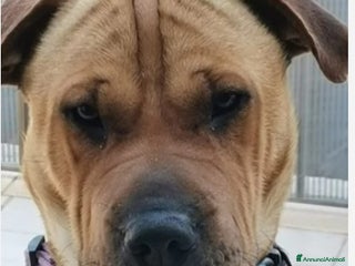 Meticcio cani Mix Sharpei femmina color miele 4anni.SICILIA a Città metropolitana di Milano - Annuncio 36