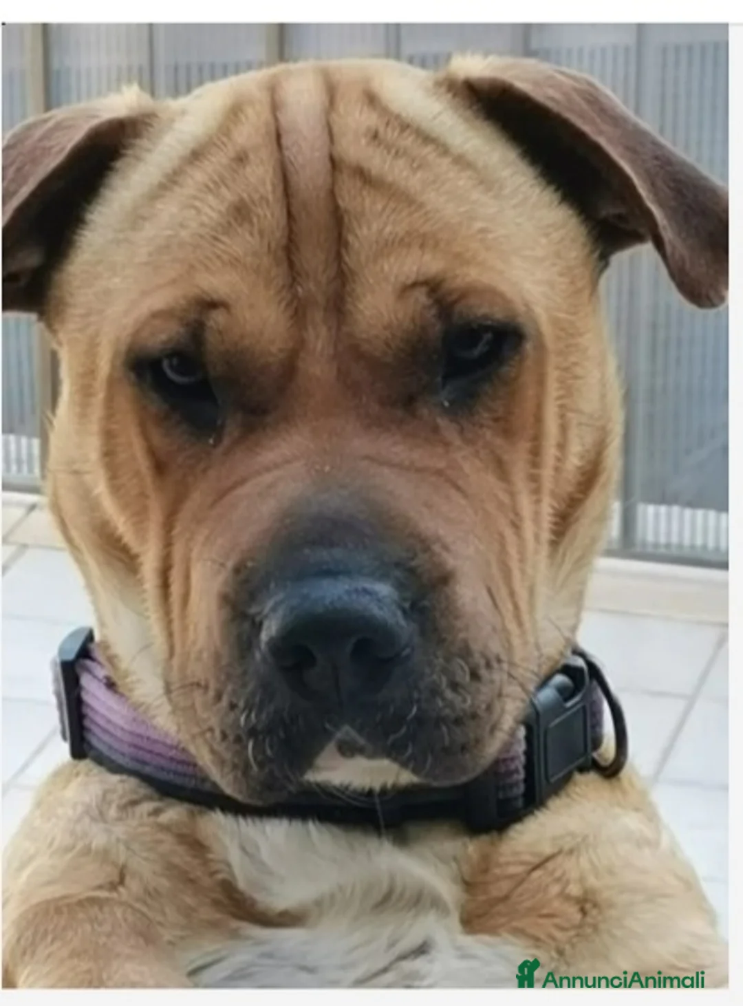 Meticcio cani in regalo: Mix Sharpei femmina color miele 4anni.SICILIA a Città metropolitana di Milano - Annuncio 1