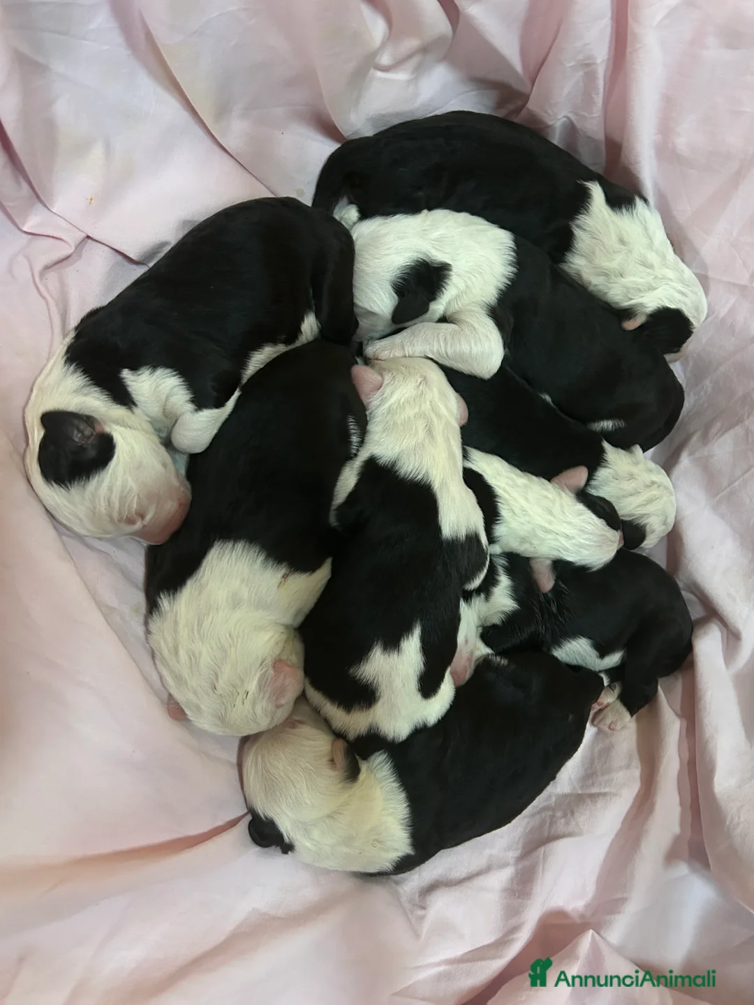 Bobtail cani in vendita: Cuccioli di Bobtail  - Annuncio 21