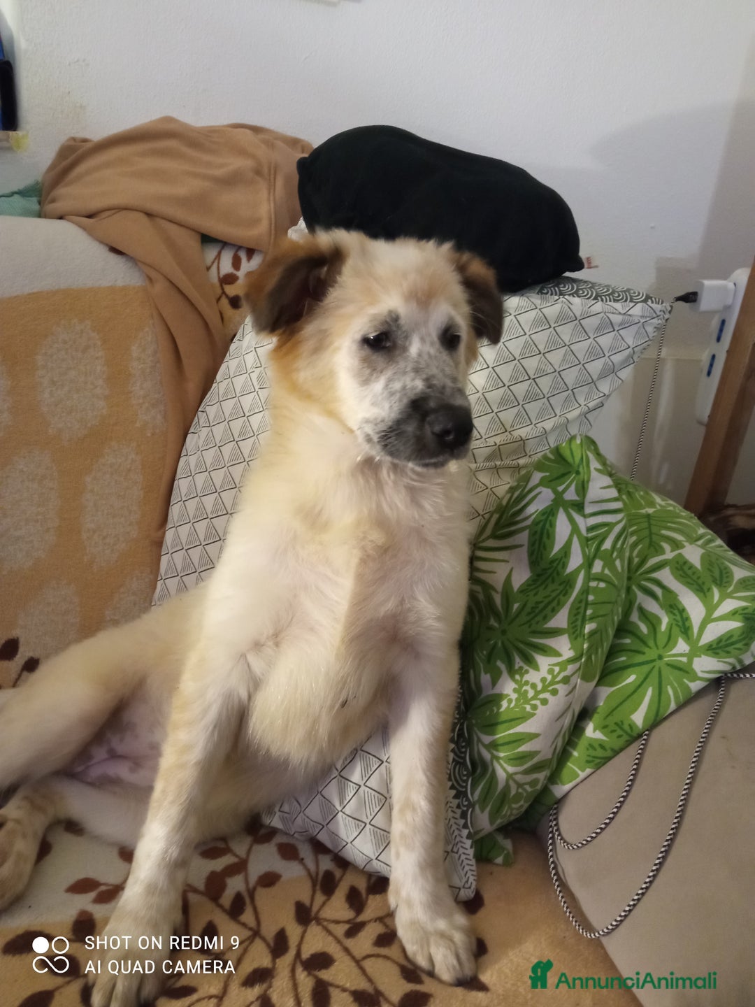 Meticcio cani in regalo: Cucciola cerca casa - Annuncio 1