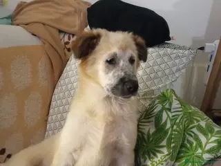 Meticcio cani Cucciola cerca casa - Annuncio 3