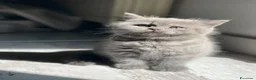 Scottish gatti in vendita: Schottish fold/straight a Città metropolitana di Roma Capitale - Annuncio 3