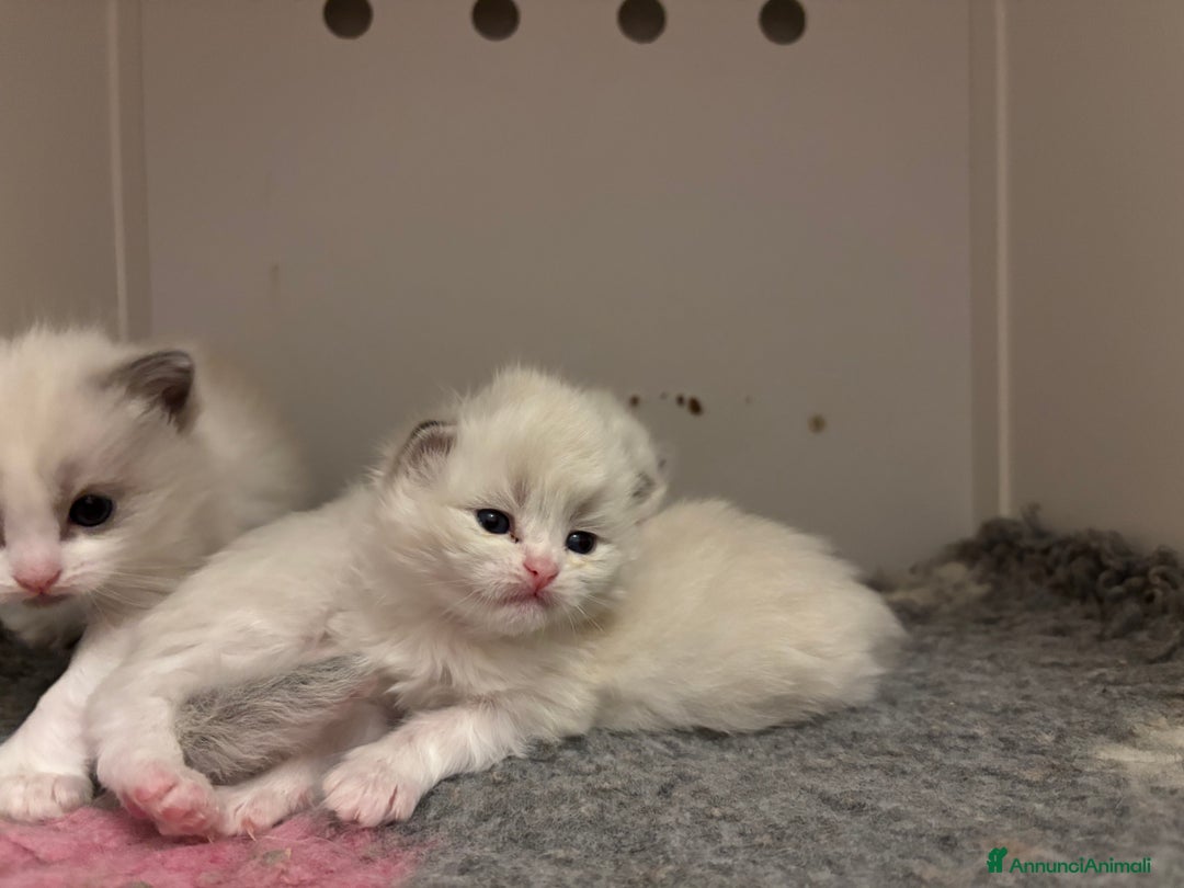 Siberiano gatti in vendita: Siberiani neva masquerade  - Annuncio 5