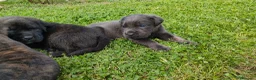 Cane Corso cani in vendita: Splendidi cuccioli di Cane Corso  a Provincia di Padova - Annuncio 4