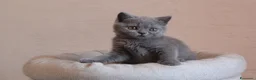 British gatti in vendita: British Shorthair  - Annuncio 7