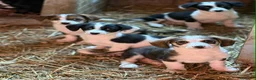 Meticcio cani in regalo: 8 super CUCCIOLI tg PICCOLA cercano amore! - Annuncio 5