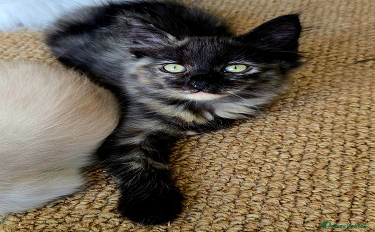 Siberiano gatti a Città metropolitana di Milano - Annuncio 14