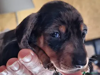 Bassotto cani Bassotti cuccioli con pedigree - Annuncio 6