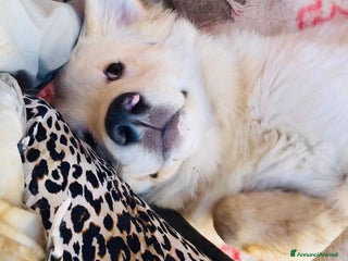 Meticcio cani IL MORBIDO E DOLCE AIKO - Annuncio 2