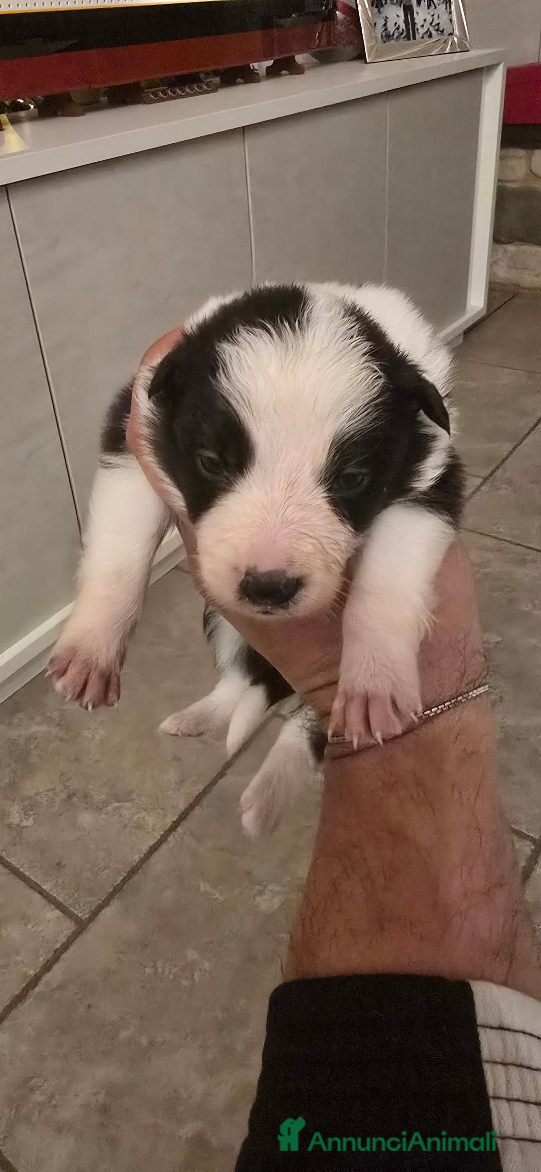 Border Collie cani in vendita: Cuccioli di border collie  - Annuncio 4