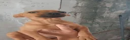 Meticcio cani in regalo: Pippo e Tara taglie piccole cercano casa - Annuncio 10