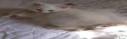 Siberiano gatti in vendita: Cuccioli di Siberiano Neva Masquerade  a Provincia di Macerata - Annuncio 7