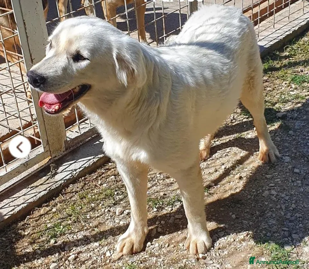 Meticcio cani in regalo: Bianca 15/17mesi bellissima NESSUNO LA NOTA.MOLISE - Annuncio 2