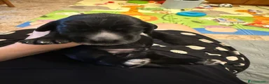 Cocker 5