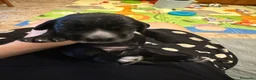 Cocker cani in vendita: Cuccioli di cocker spaniel, neri e roani a Provincia di Forlì-Cesena - Annuncio 8