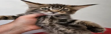 Maine Coon 6