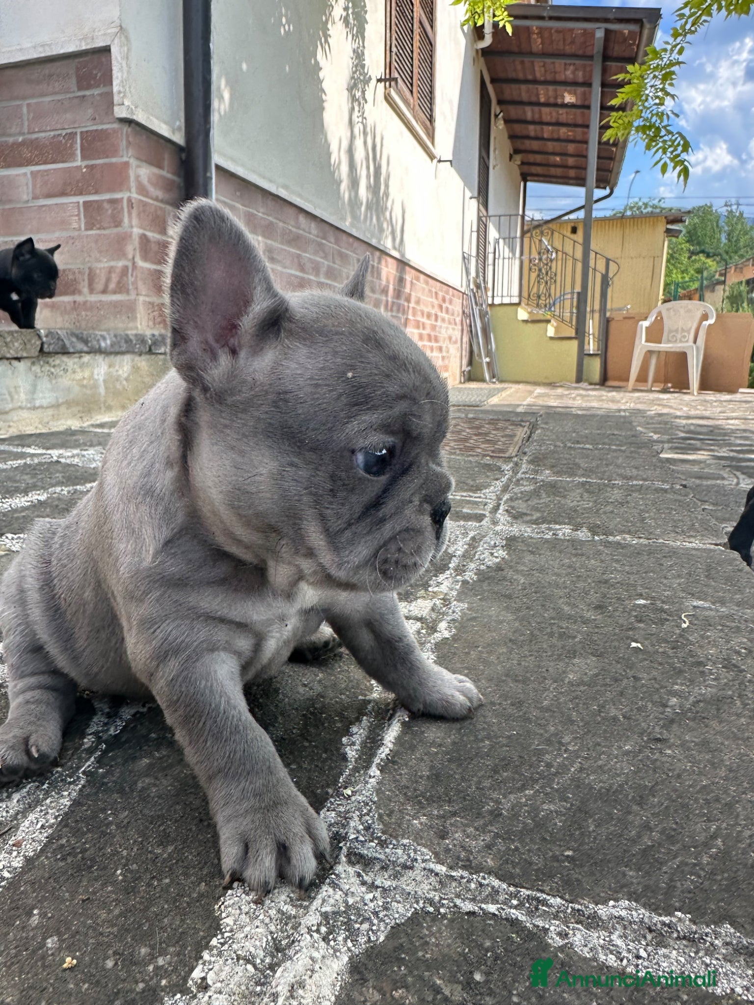 Bulldog Francese cani in vendita: bulldog francese blue occhi celesti, merlè, 2 nere - Annuncio 15