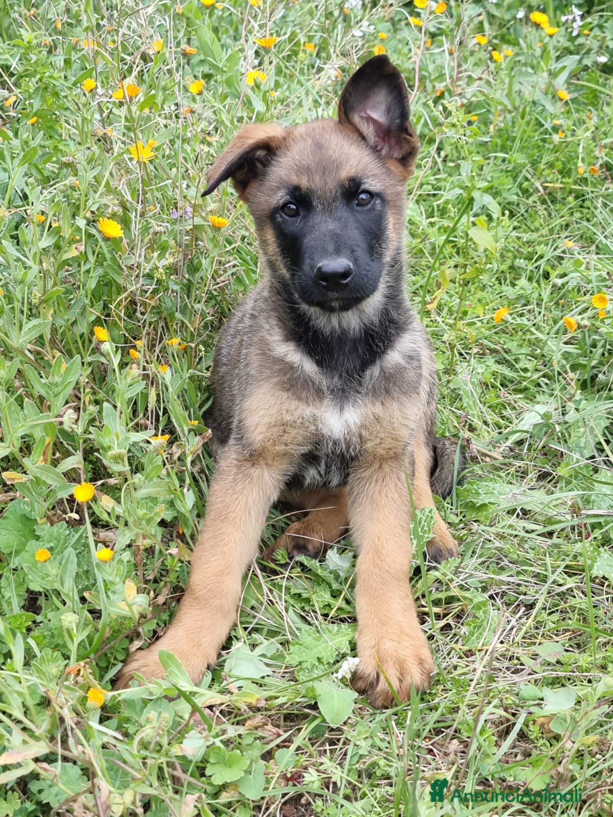 Pastore Belga cani Allevamento Pastore Belga Malinois Potenza Matera a Provincia di Potenza - Annuncio 8
