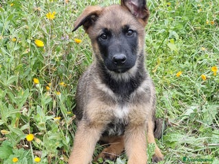 Pastore Belga cani Allevamento Pastore Belga Malinois Potenza Matera a Provincia di Potenza - Annuncio 20