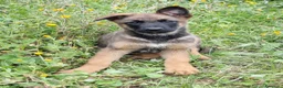 Pastore Belga cani in vendita: Allevamento Pastore Belga Malinois Potenza Matera a Provincia di Potenza - Annuncio 1