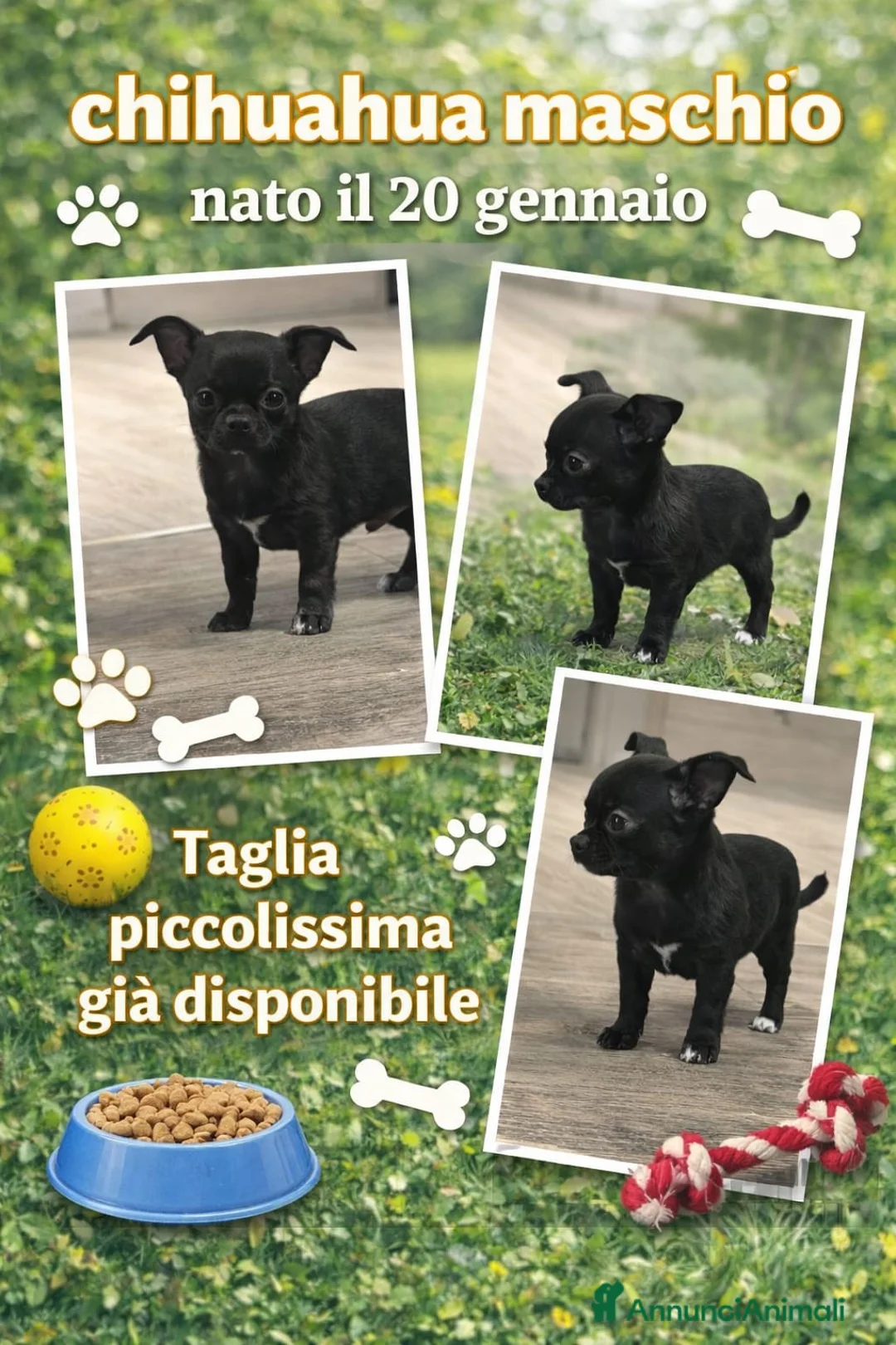 Chihuahua cani in vendita: Cucciolo chihuahua maschio taglia piccolissima  - Annuncio 1