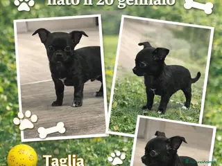 Chihuahua cani in vendita: Cucciolo chihuahua maschio taglia piccolissima - Annuncio 1