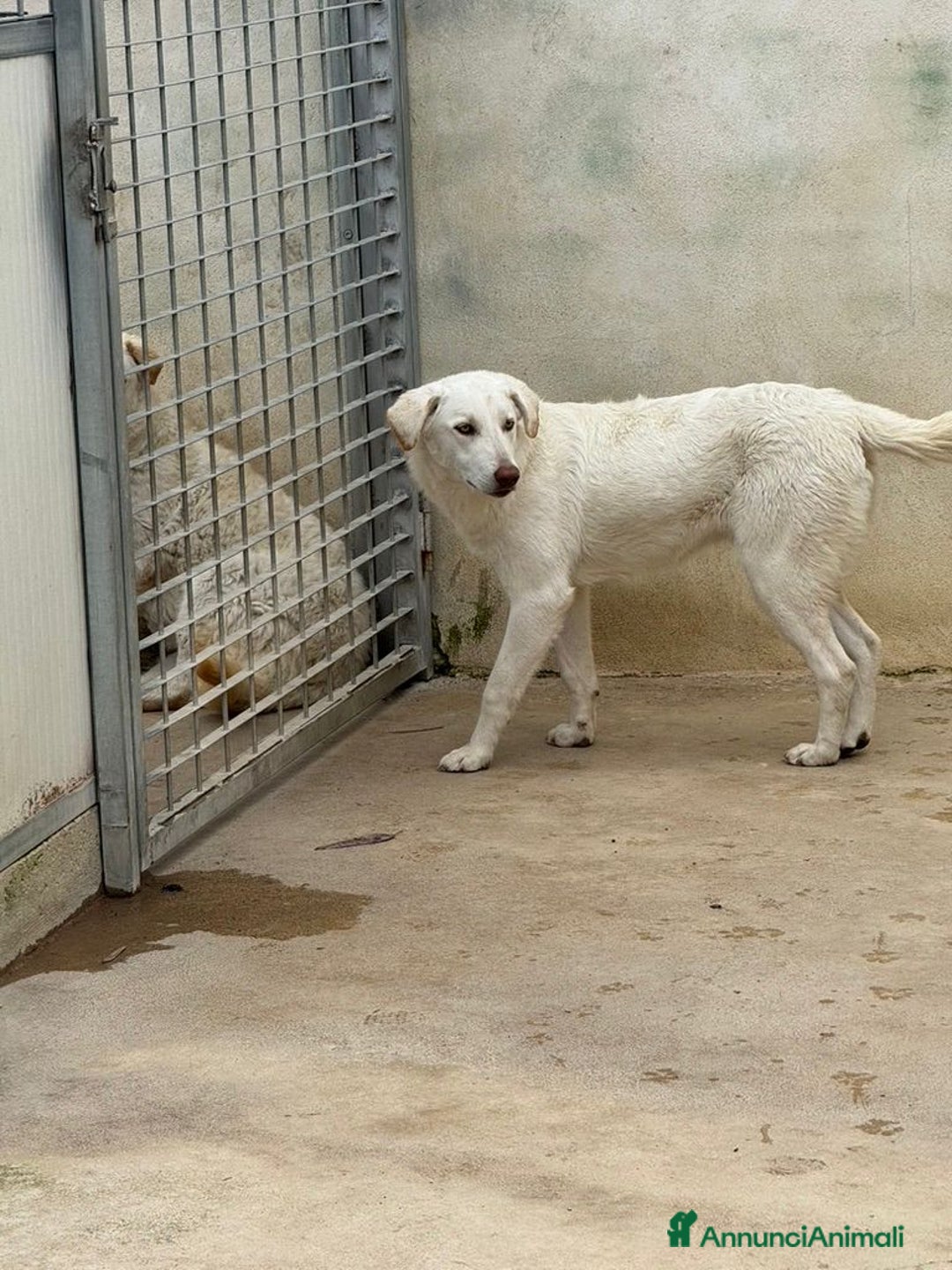 Meticcio cani in regalo: Chiara: 1 anno, socievole ed equilibrata - Annuncio 19