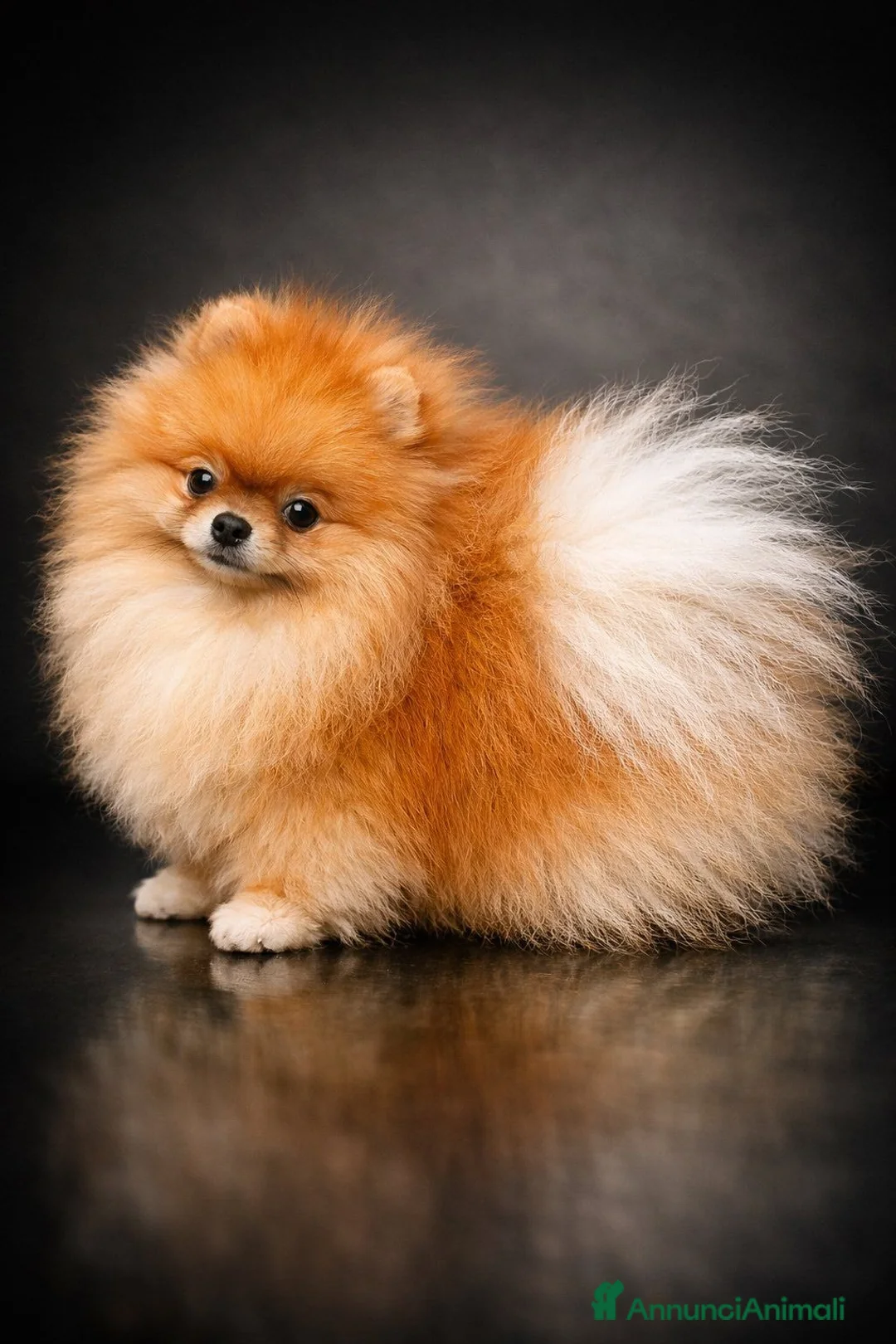 Volpino Pomerania cani in vendita: Pomeranai Spitz nano  - Annuncio 6