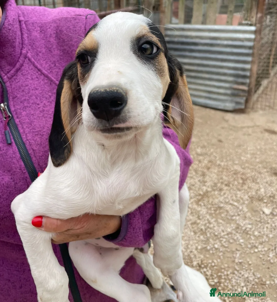 Meticcio cani in regalo: LA SPLENDIDA SELENE - Annuncio 1