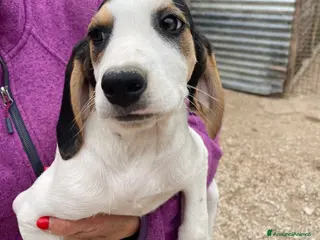 Meticcio cani LA SPLENDIDA SELENE - Annuncio 4