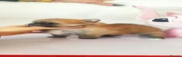 Spitz cani in vendita: Spitz nano di Pomerania  - Annuncio 4