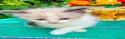 Ragdoll gatti in vendita: cucciola di ragdoll disponibile subito  - Annuncio 4