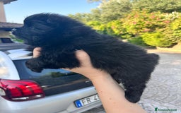 Spitz cani in vendita: Spitz Pomerania  a Provincia di Viterbo - Immagine 3