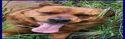 Meticcio cani in regalo: JOSEF adorabile cicciotto - Annuncio 5