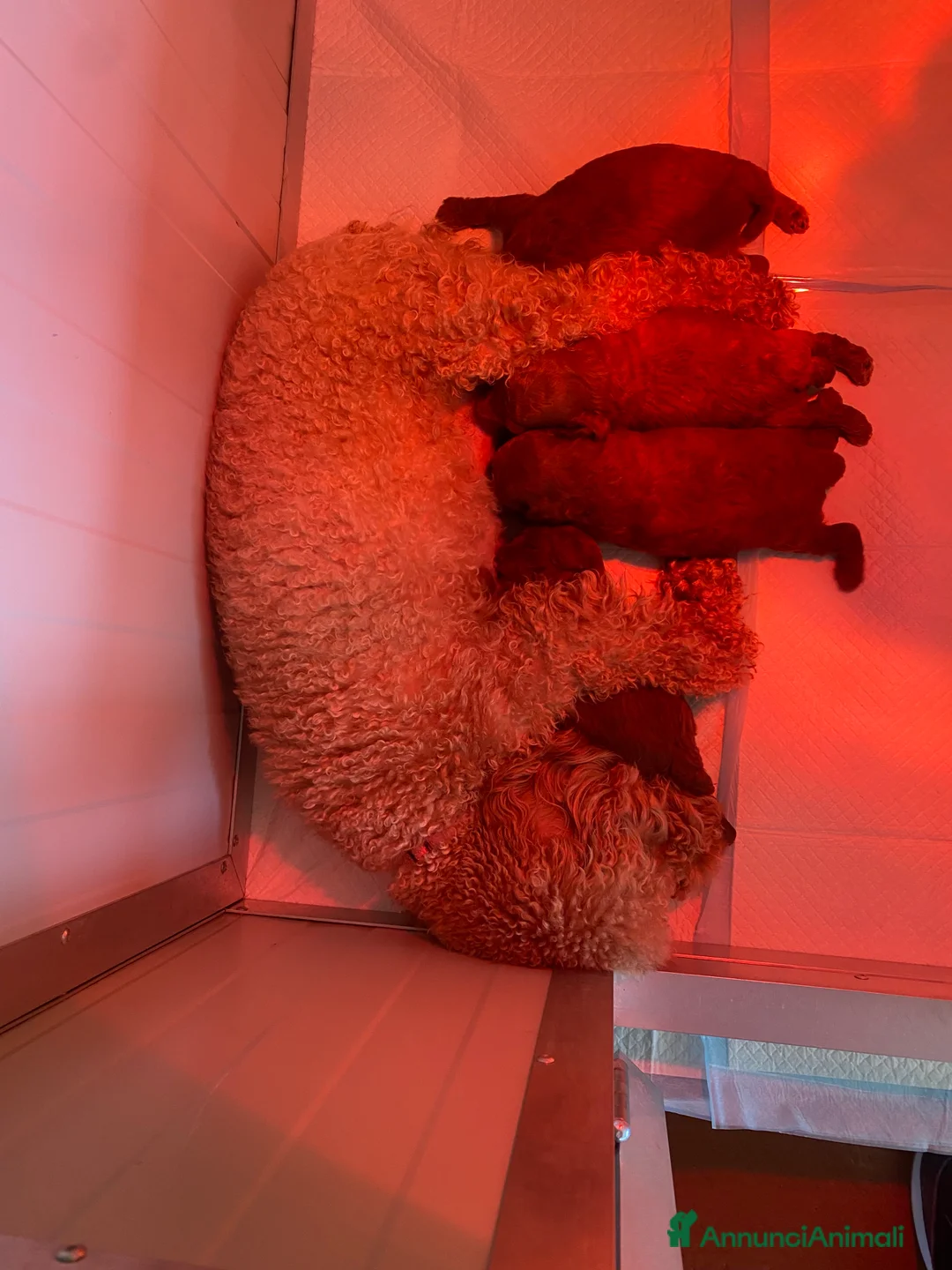 Barboncino Toy cani in vendita: Barboncini toy - Annuncio 2