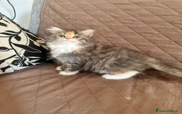 Persiano gatti in vendita: Gattine persiane normotipo  a Provincia di Reggio Emilia - Immagine 33