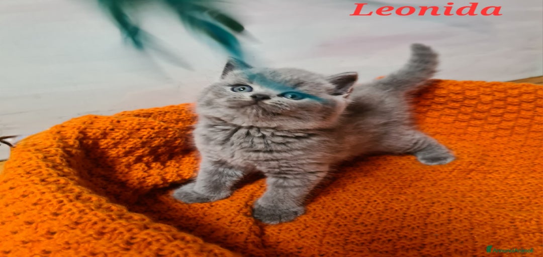 Immagine della galleria {{count}}