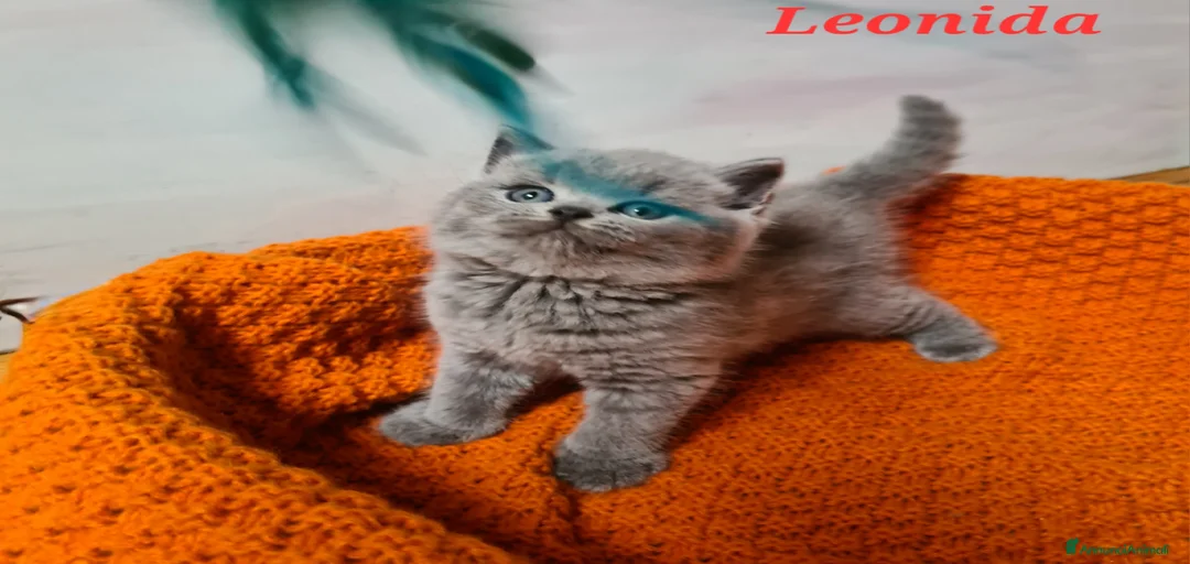 Immagine della galleria {{count}}